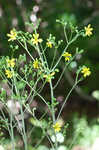 Kidneyleaf rosinweed